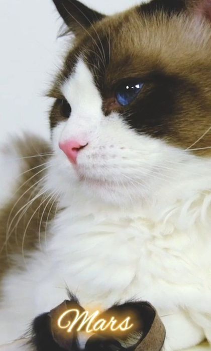 регдоллы !! Чистокровные