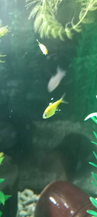 Продаётся Пристелла гло