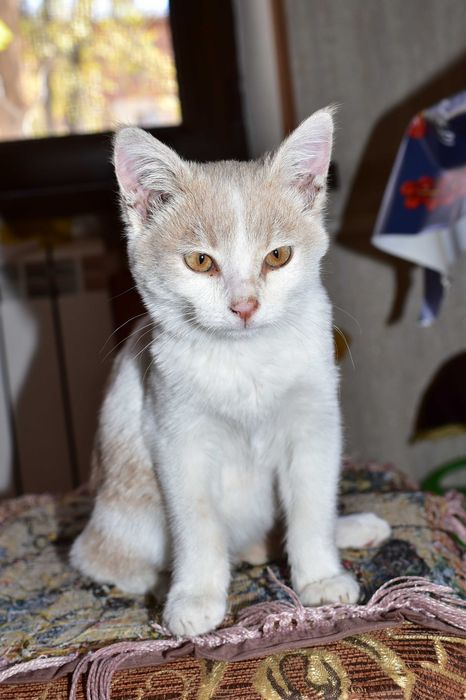 Котёнок мальчик ищет дом