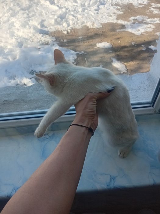 Котик в хорошие руки