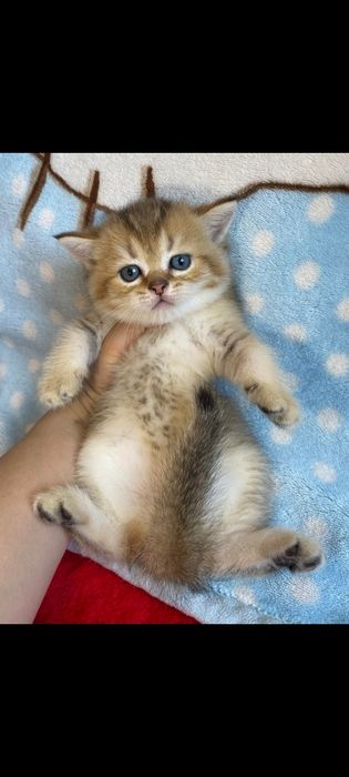 Шотландские чистокровные котята Золотая шиншилла