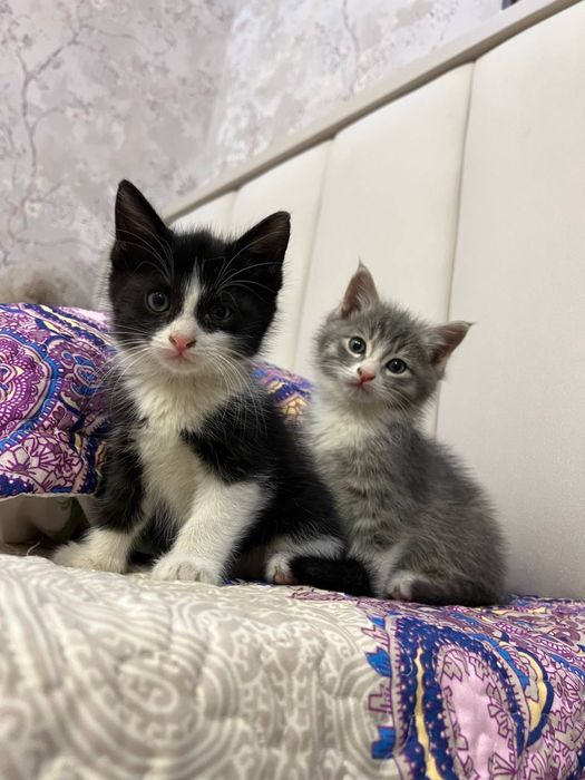 Отдам котят в хорошие руки.