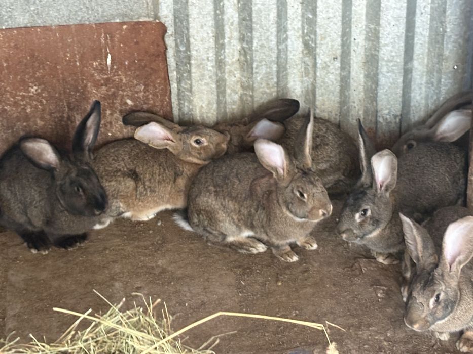 Продам кроликов на развод