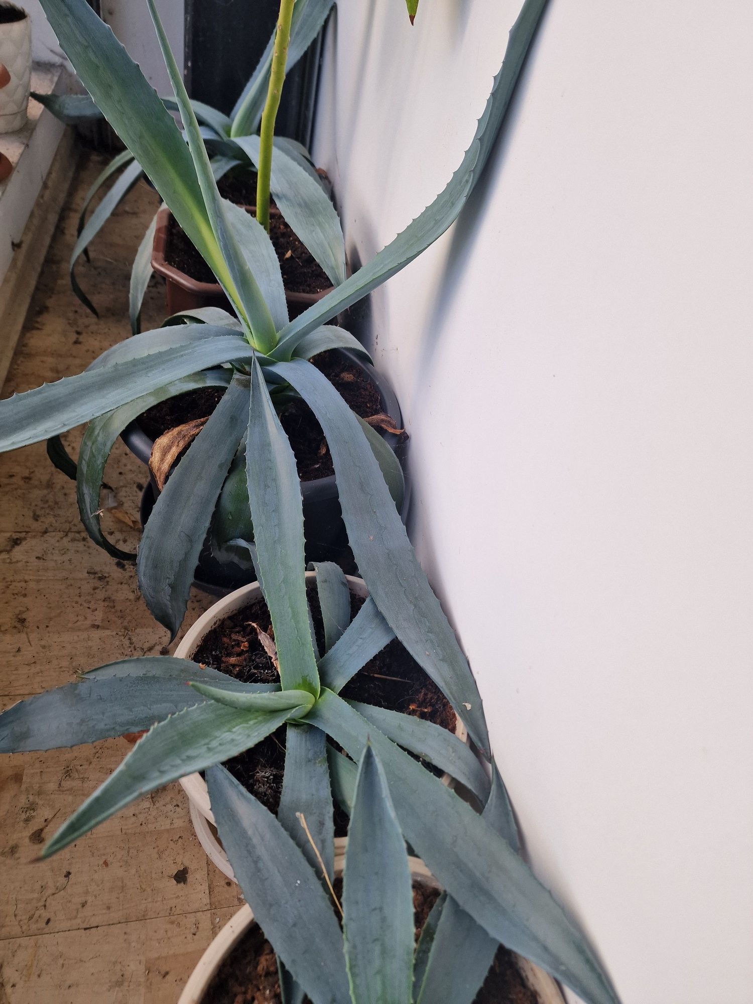 Продавам италиянско Aloe Vera растение