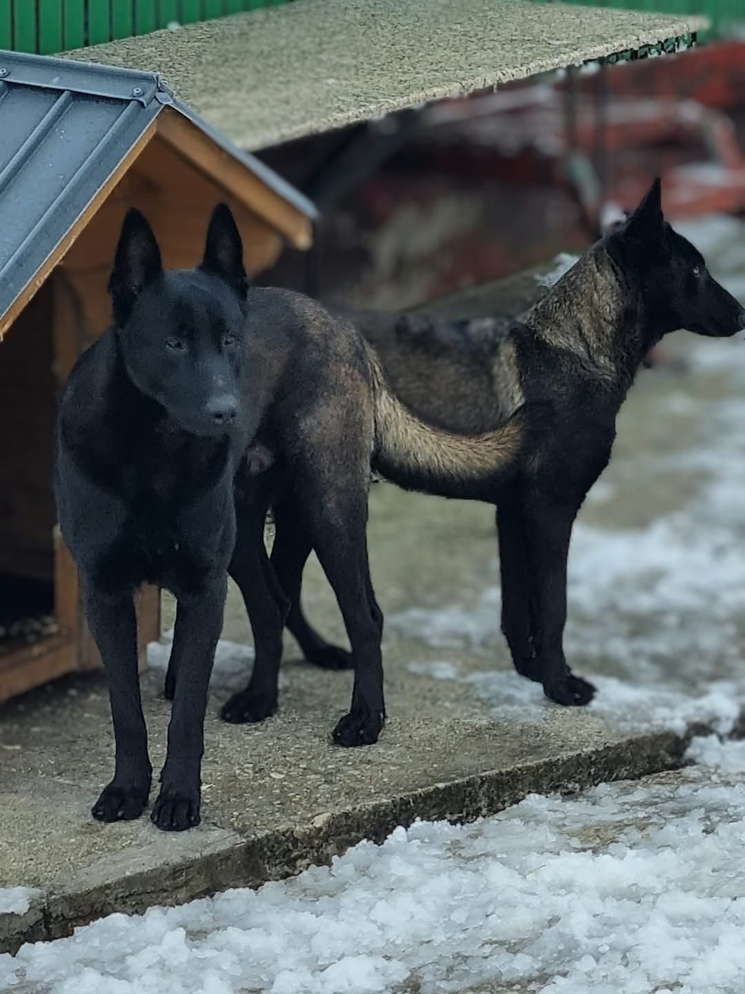 Femela ciobanesc belgian Malinois