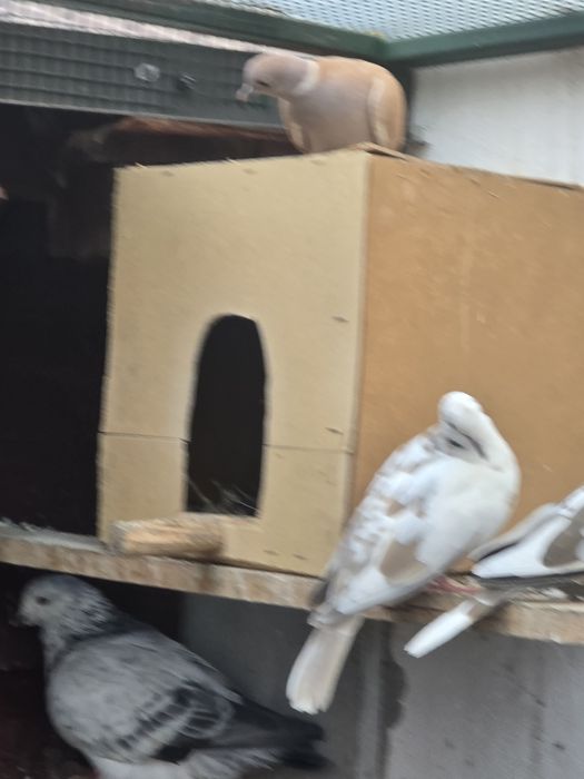 Turturele rozatoare si voiajori standard de vanzare