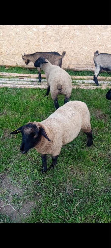 Oi.       Suffolk
