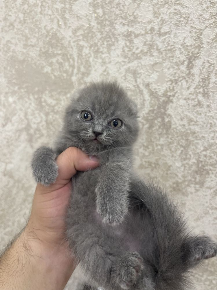 Продается котята скоттиш-фолд и страйт
