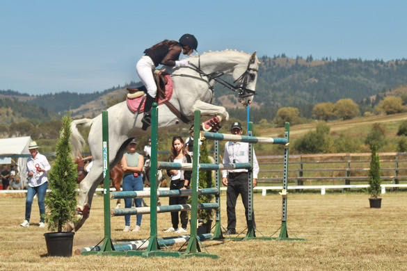 Cal de sport- Hungarian Sport Horse