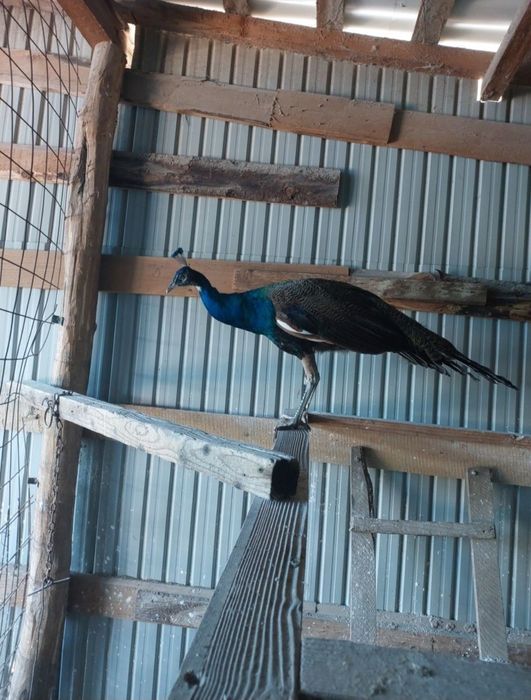 Vând păun din 2024