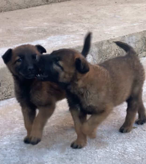 Белгиский овчарка таза канды обмен бартер есть еркек и ургашы бар 1.5