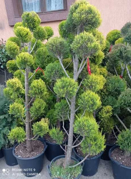 Plante decorative Oriunde in tara Calitate extra
