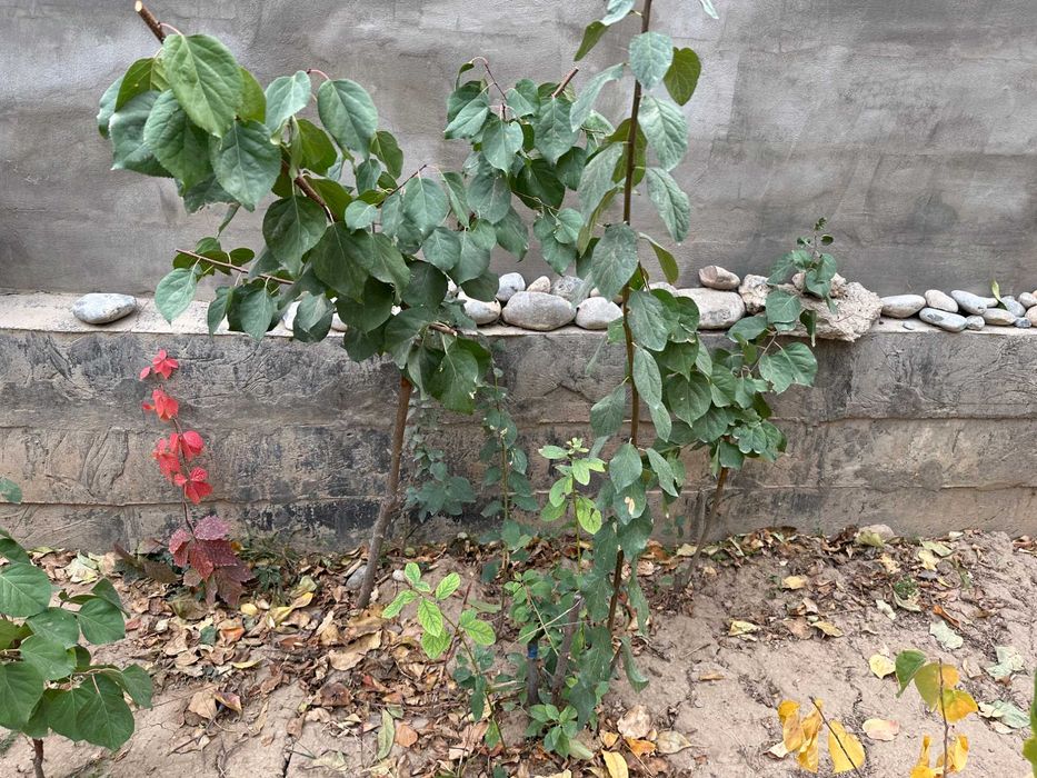 саженцы абрикоса с более поздним цветением