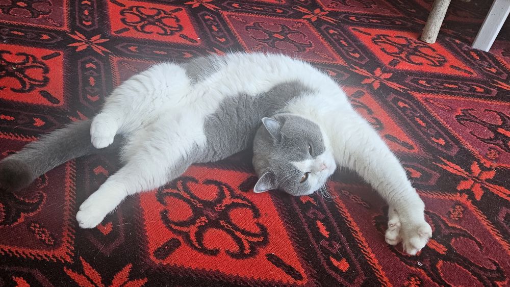 Подарявам британска късокосместа