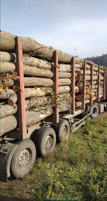 Stejar Cireș Carpen Fag