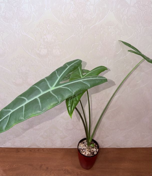 Алоказия, комнатные растения, комнатные цветы