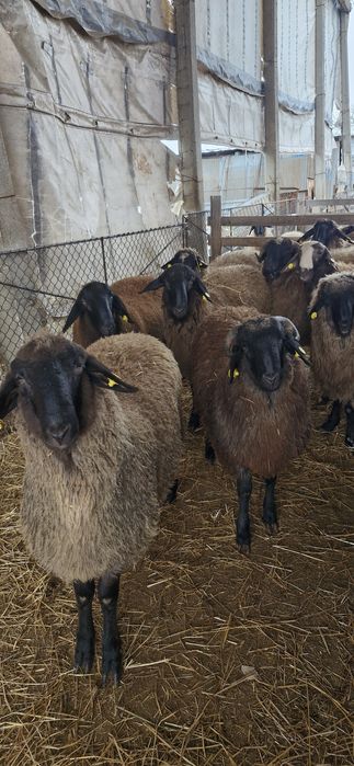 Vand berbecuti de tinut sau de taiat