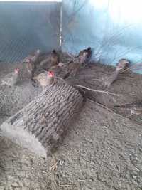 Vând fazani comuni