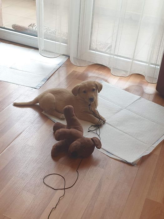 Pet-sitter / dog-sitter / cat-sitter