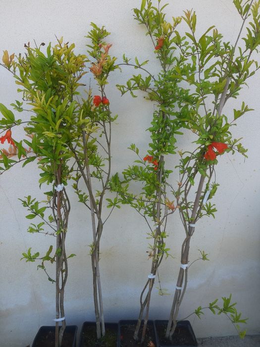 Rodii mango avocado moringa