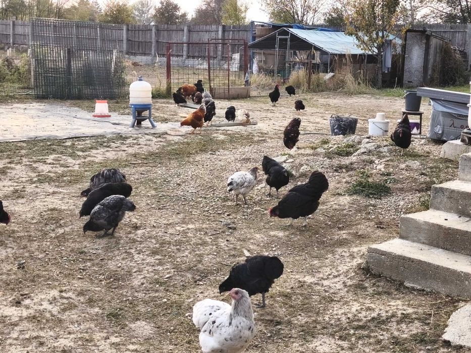Cocoși  și puicuțe austrolop de vânzare