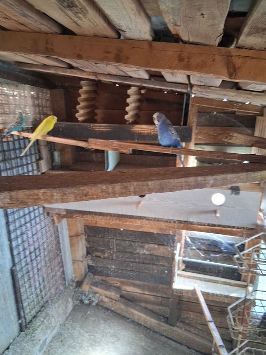 Cinci peruși de vânzare