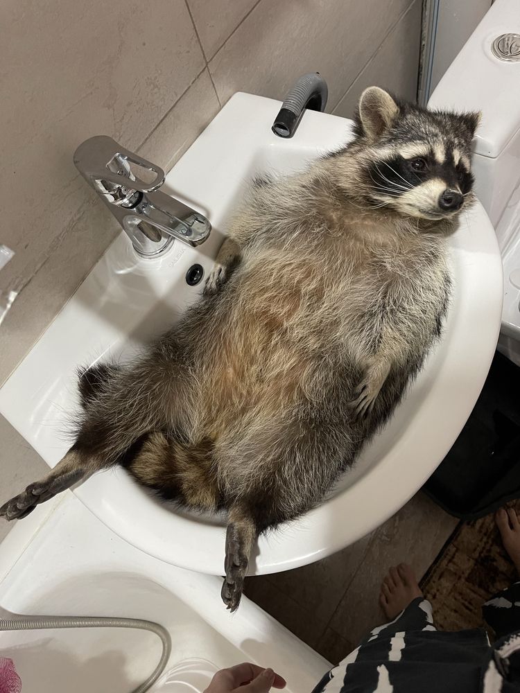Щенок енота.
