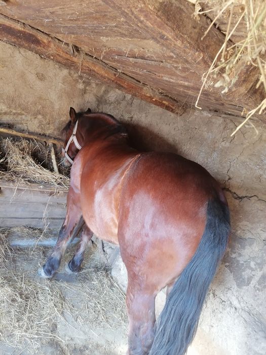 Vând iapa în vârstă de 6 ani