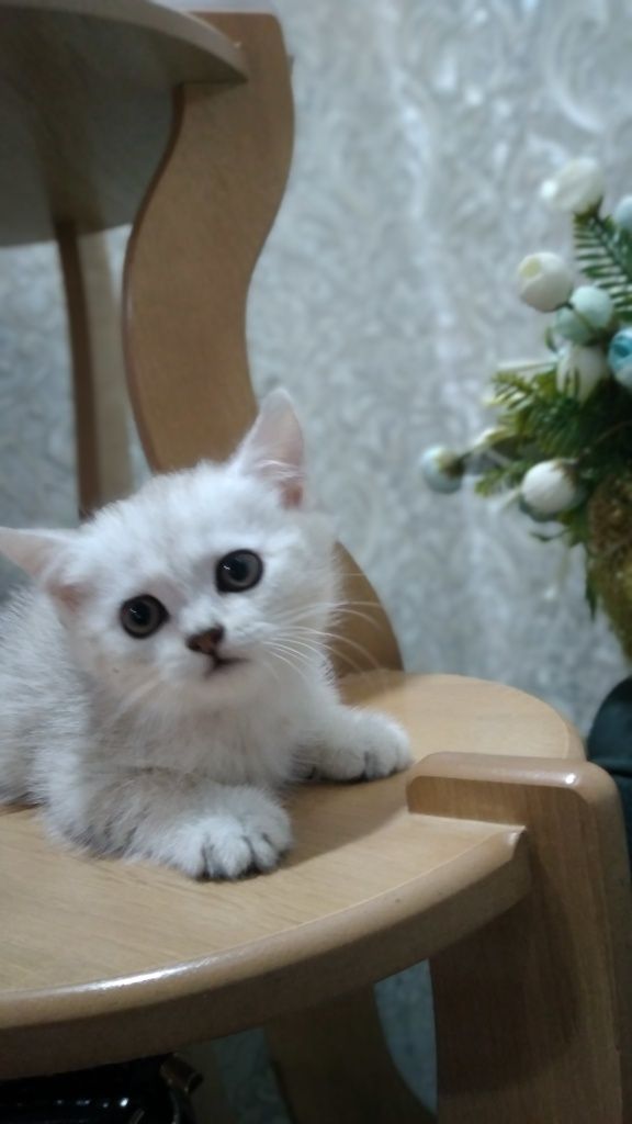 Серебристые Котята