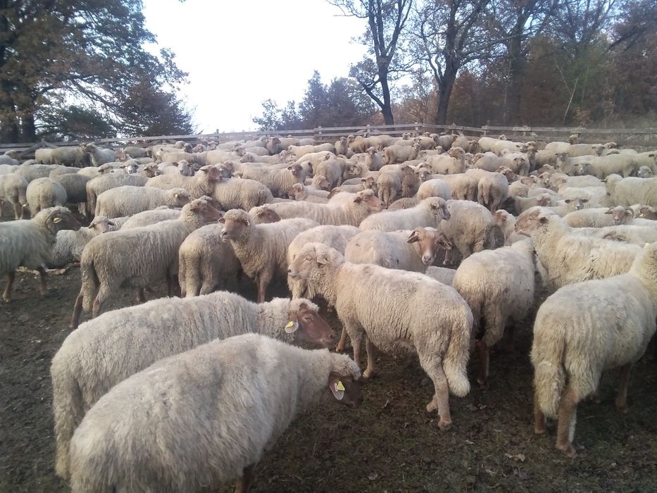 Oi țigaie de vănzare