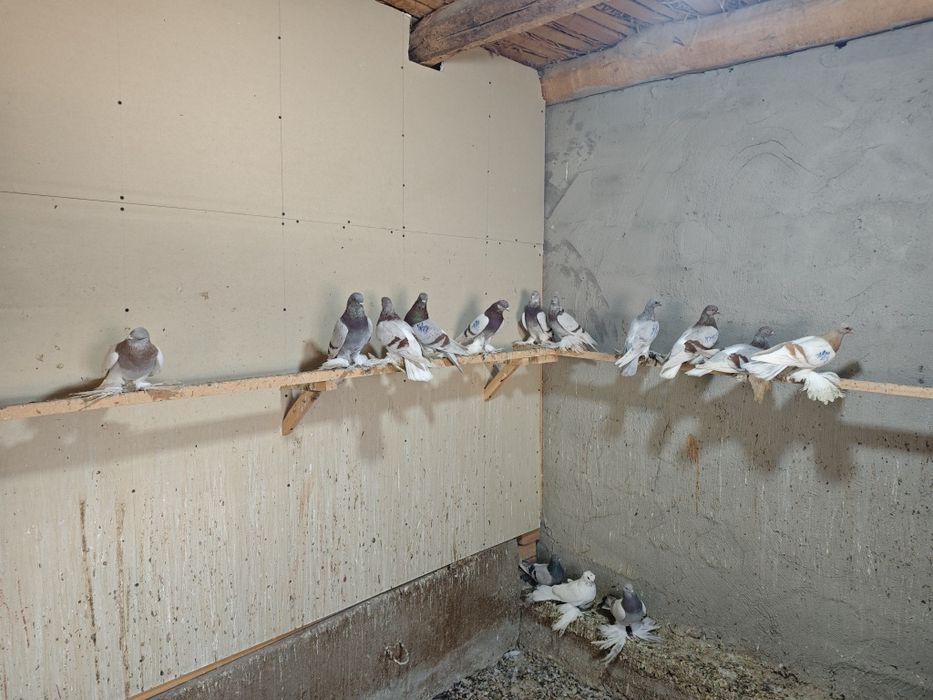 Kaptar kabutar golubi gulubey kaptarlar kaptarla