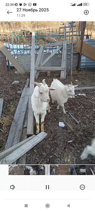 Теке козел занеан