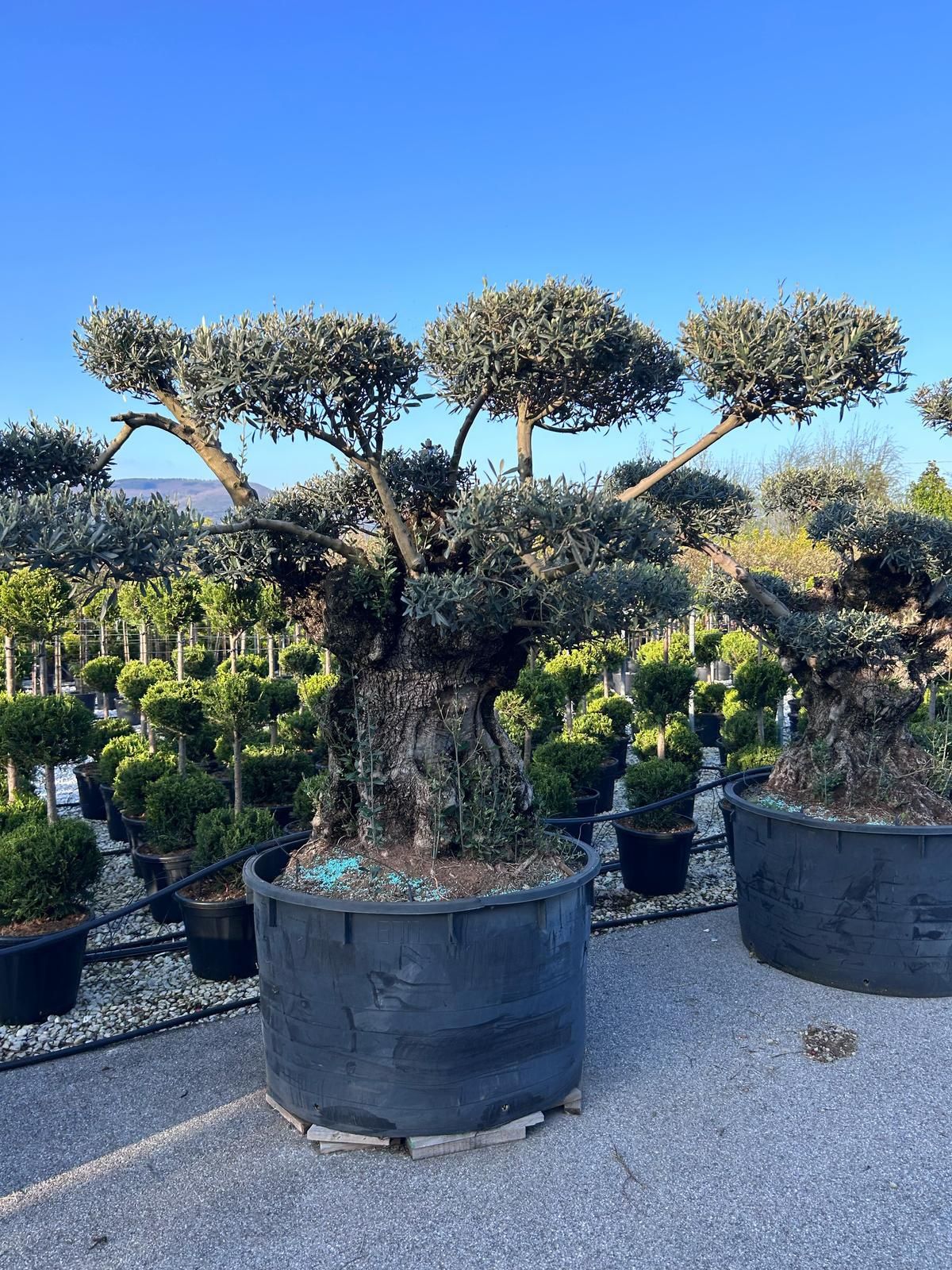 Măslini bonsai diferite marimi