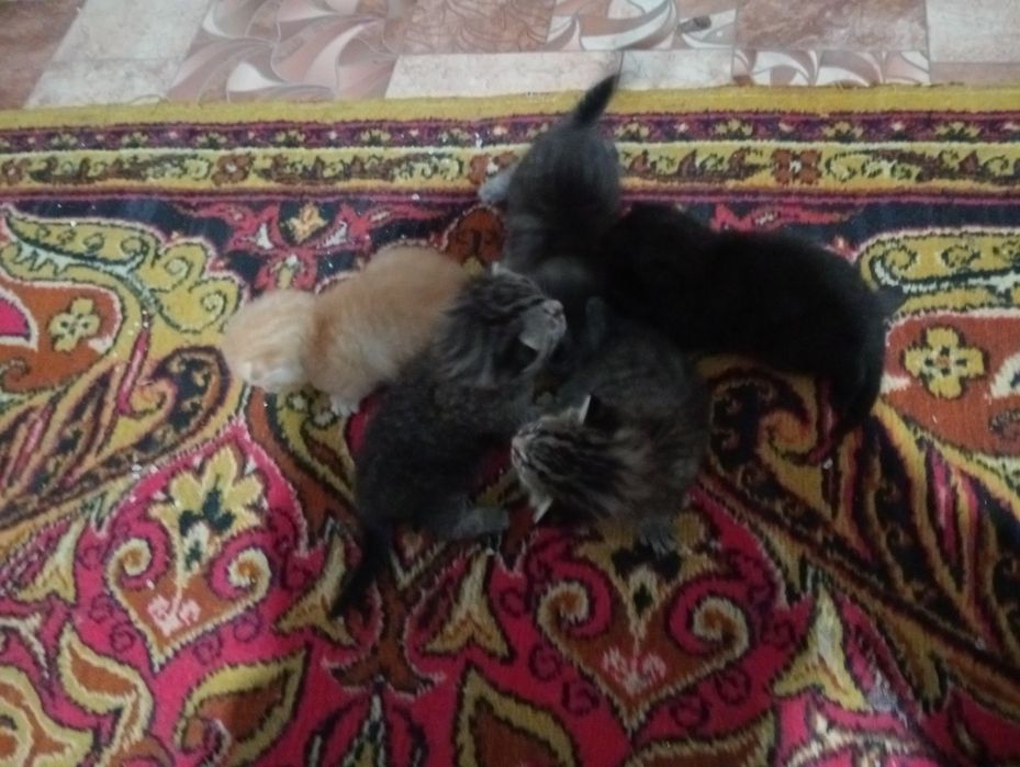 Марғау лар бар кішкентай Жақсы қарайтын дар керек