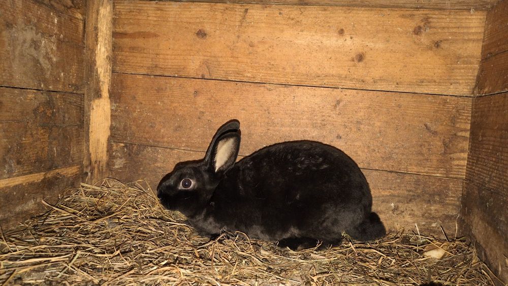 De vânzare iepure rex pitic