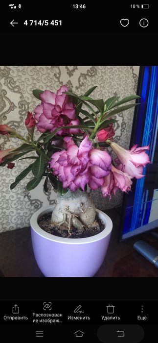 Адениумы сортовые