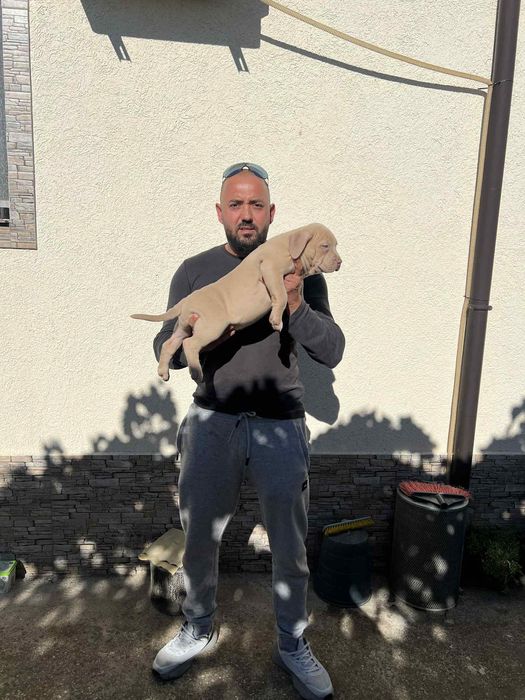 Американсо були хл