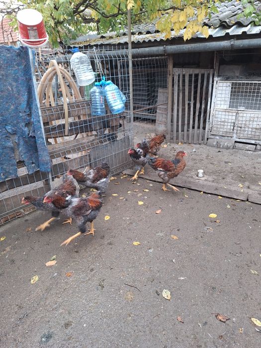 Vind cocosi wiadota  și bibilici  la 100 lei buc