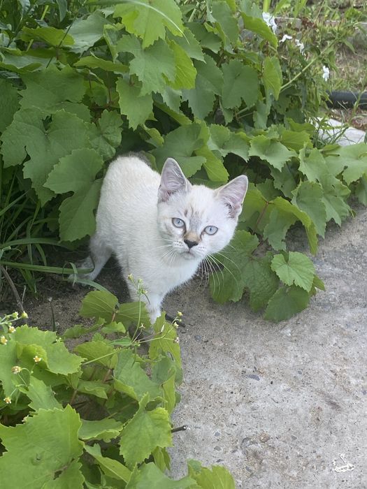 Бесплатно отдам котят