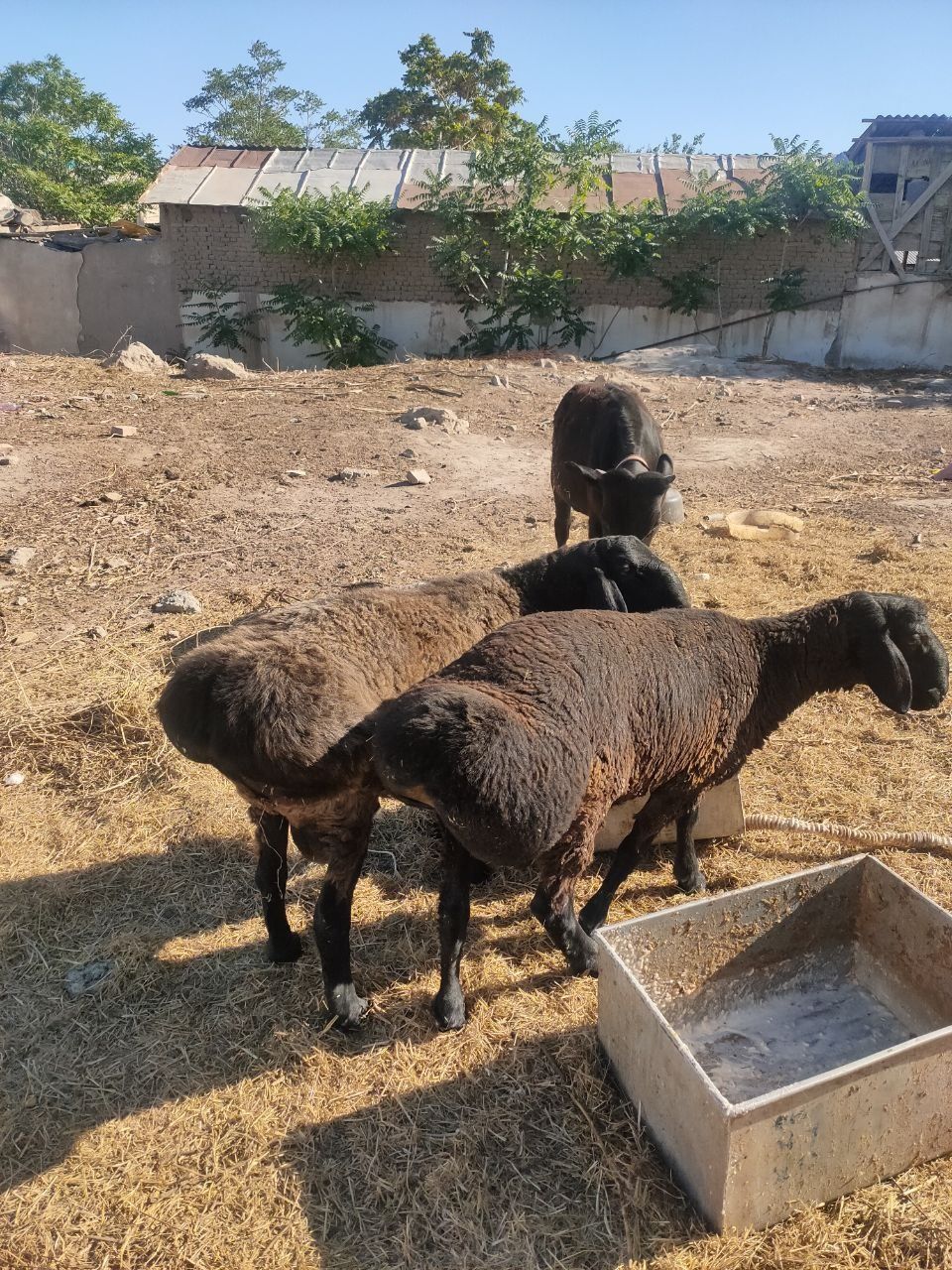 Куй кочкар сотилади