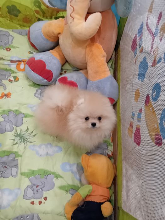 Померан мини померанче