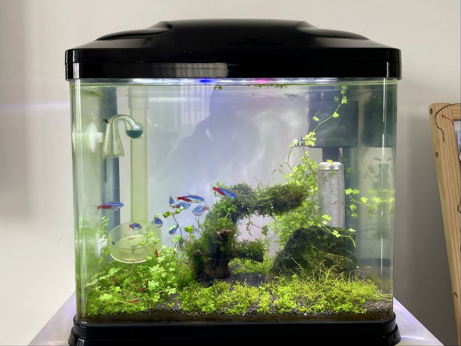 Acvariu nano complet cu pesti si creveti