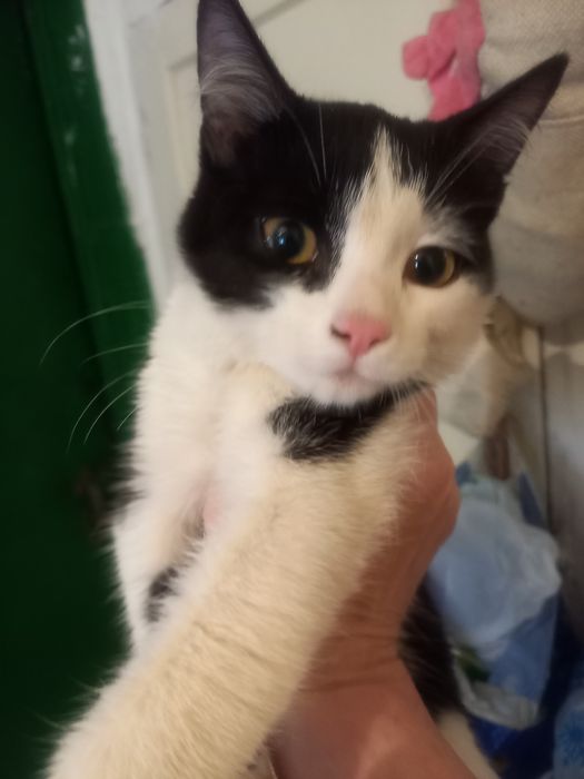 домашние животные