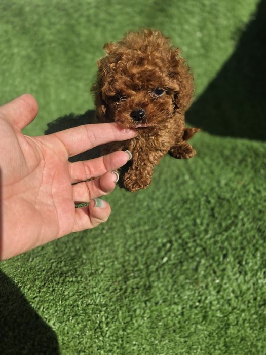 Тийкъп момче/ Tea cup/ с документ за произход