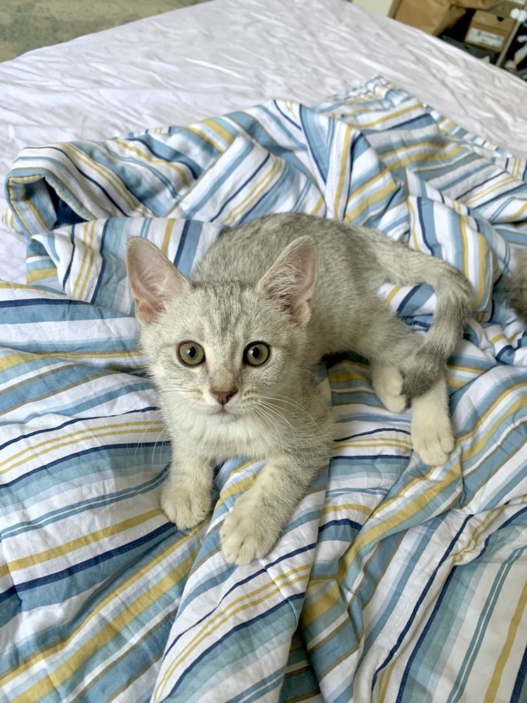 Отдам котят в добрые руки