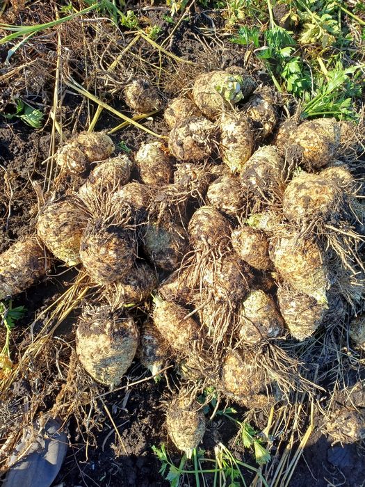 De vânzare țelină