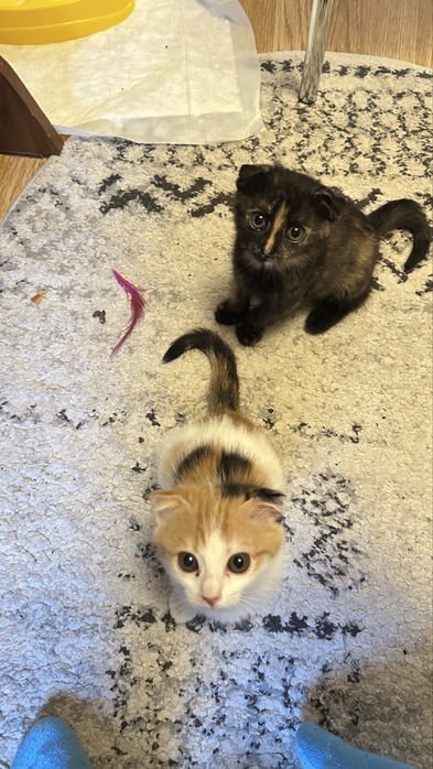 Отдам вислоухих котят