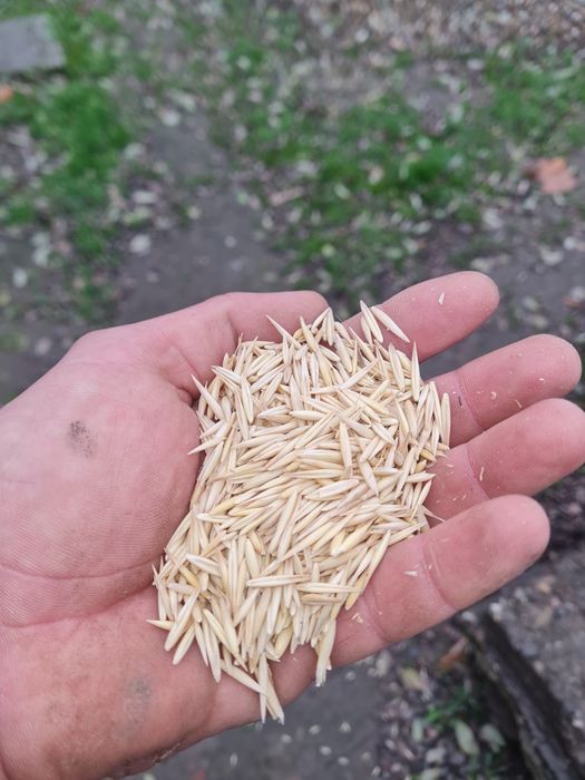 Vând ovaz producție 2025