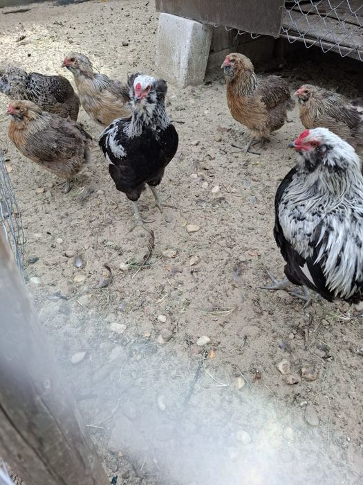 Araucana Silver,  Ouă pentru incubat