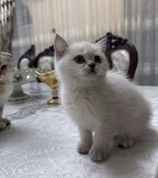 Продаётся породистый котенок девочка шиншилла окрас поинт